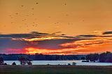 Gulls In Sunrise Flight_18012